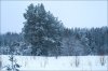 winter_forest_Chuhloma.jpg